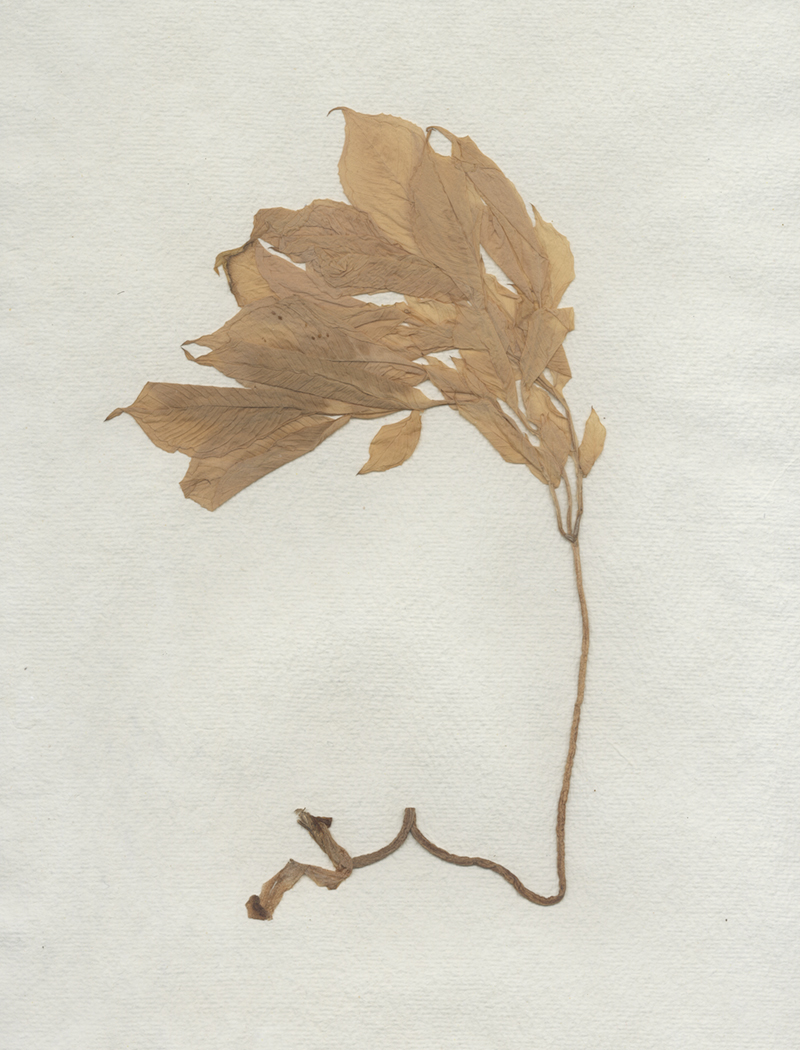 herbarium_temporis_I