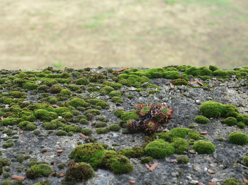 moss-balcony